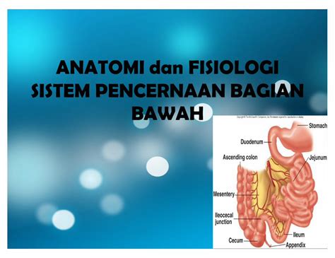 PDF 36540148 ANATOMI Dan FISIOLOGI Sistem Pencernaan Pdf DOKUMEN TIPS