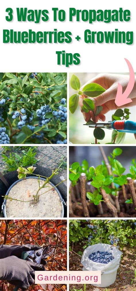 Ways To Propagate Blueberries Growing Tips In Growing