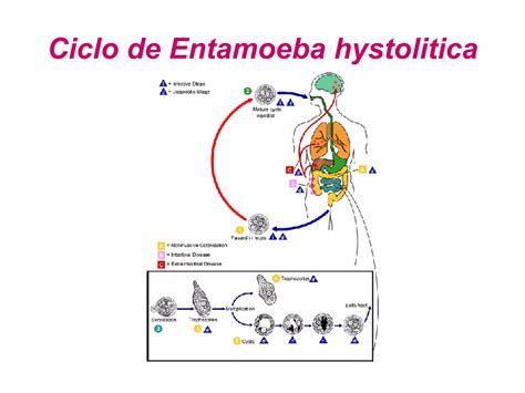 Parasitos Ciclo Parasitos Imagenes Ppt