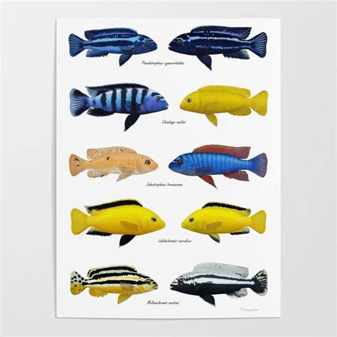 Lake Malawi mbuna cichlids 2 Poster | Mbuna cichlids, Cichlids, African ...