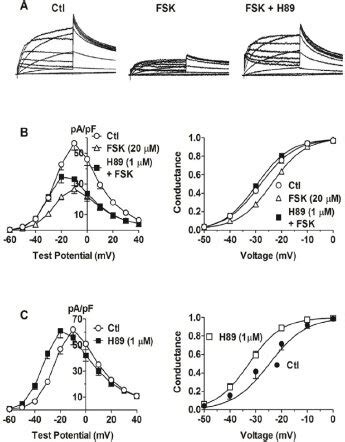 Effects Of Prolonged Exposure To Pka Activator Fsk M And