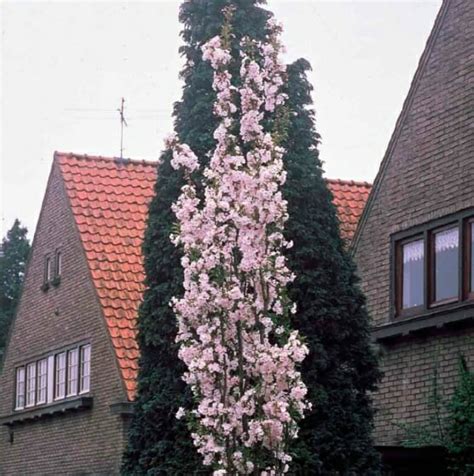 Prunus Nigra Upright Purple Flowering Plum Hello Hello Plants