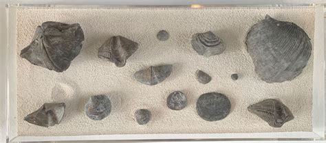 Brachiopods — Museum Of The Earth