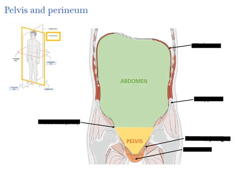 Pelvis And Perineum Diagram Quizlet