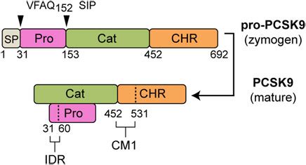 Frontiers Pathogenic Gain Of Function Mutations In The Prodomain And