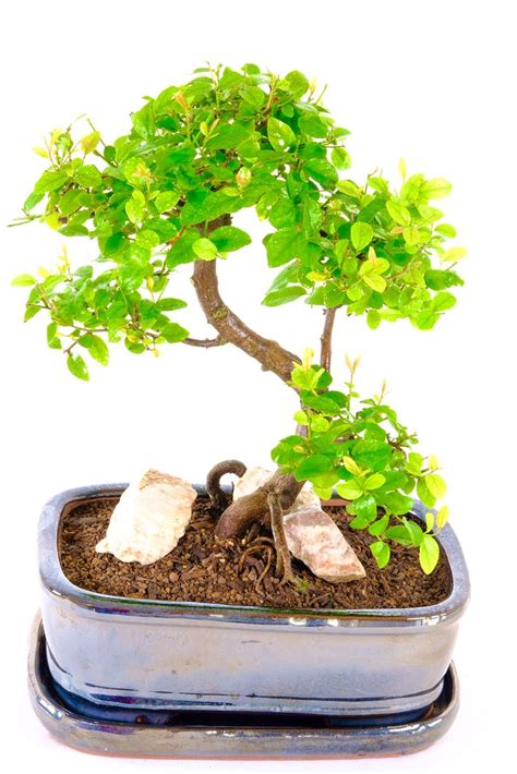 Beautifully Shaped Fruiting Sweet Plum Bonsai Tree With Features UK