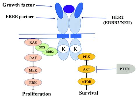 Cell Signaling Of Her Growth Factor Binding To Egfr Results In