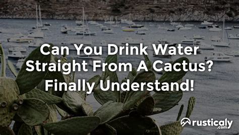 Can You Drink Water Straight From A Cactus Check This First