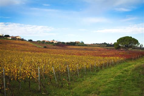 Portuguese Wine Regions: The Best of Portugal