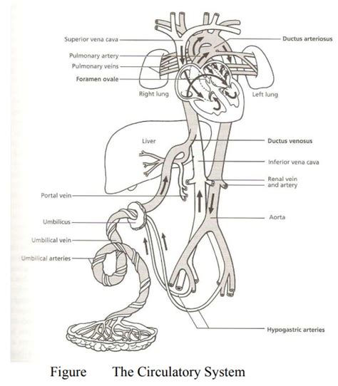 Fetal Circulation