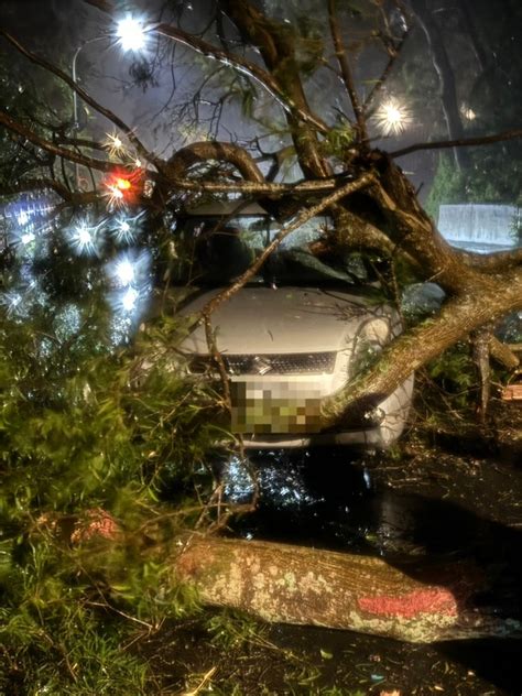 豪大雨來襲！陽明山路樹倒塌壓毀車輛 仰德大道一度中斷