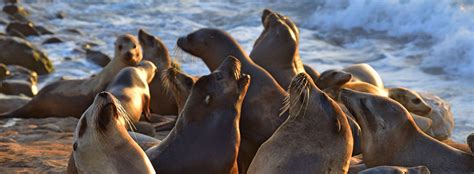 All About the California Sea Lion - Behavior | United Parks & Resorts