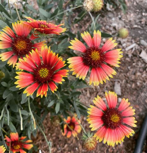 Indian Blanket Flower Seeds