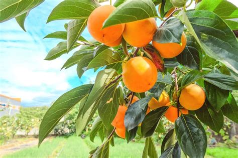 Persimmon Fruit Season Top Timing Tips