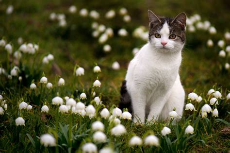 Autriche un chat sauve ses maîtres d un incendie