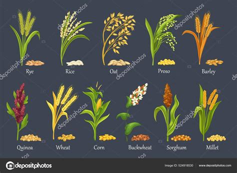 Cultivos de cereales de gramíneas plantas agrícolas Vector de stock