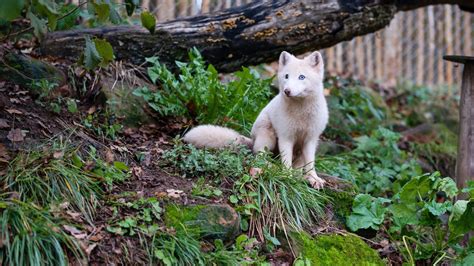 Naturschutz Tiersch Tzer Fordern Verbot Von Privater Wildtier Haltung