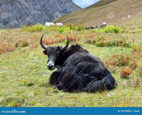 Yak In The Nepal Himalaya Stock Photo Image Of Field 76578900