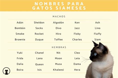 Cómo llamar a un gato Siamés hembra Blog de ADOPTA un Animal