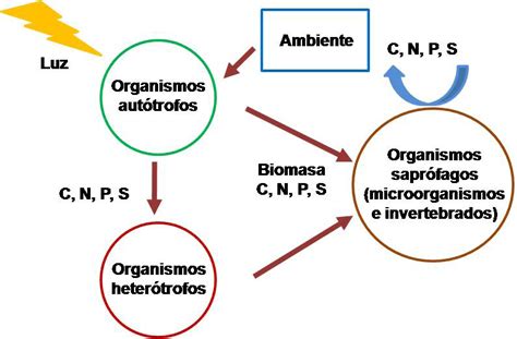 Estructura Y Funcionamiento De Un Ecosistema Con Base A Sus Tres