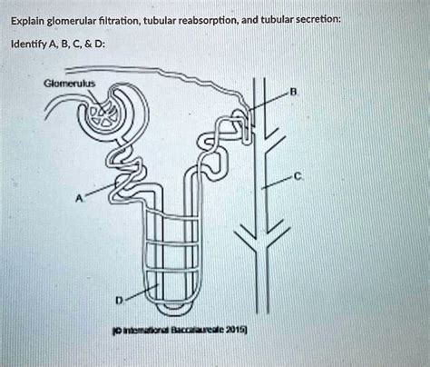 SOLVED Explain Glomerular Filtration Tubular Reabsorption And