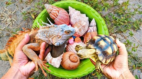 MENCARI DAN MENANGKAP KURA KURA SULCATA IGUANA KELOMANG KEONG SIPUT