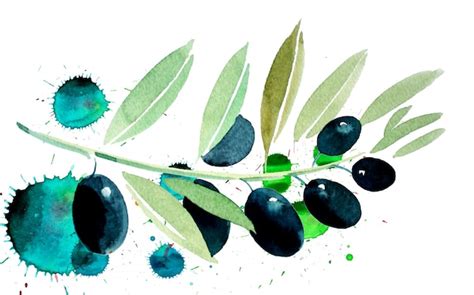 Premium Photo | A watercolor painting of a black olive branch.