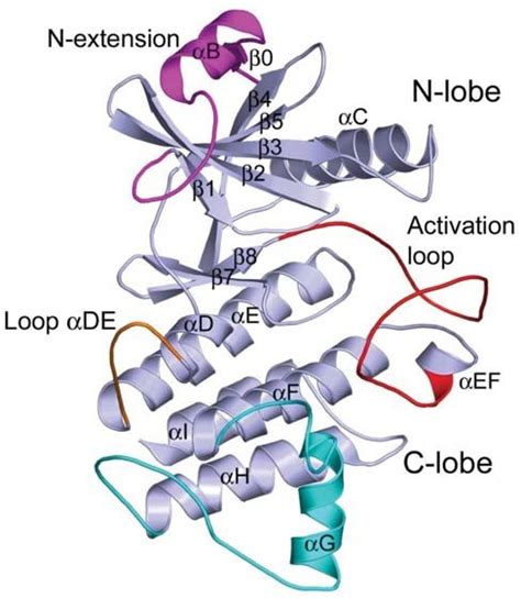 Overall Structure Of The Irak 4 Kinase Domain Pdb Code 2nru Download Scientific Diagram