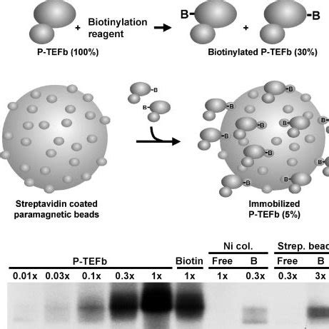 Generation And Characterization Of Immobilized P Tefb A Diagram