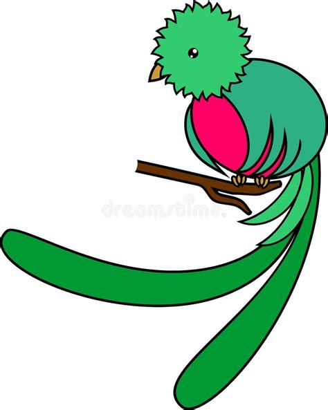 Resplendent Quetzal Stock Illustrations 522 Resplendent Quetzal Stock