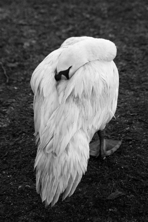 The Swan Richard Hayward Photography