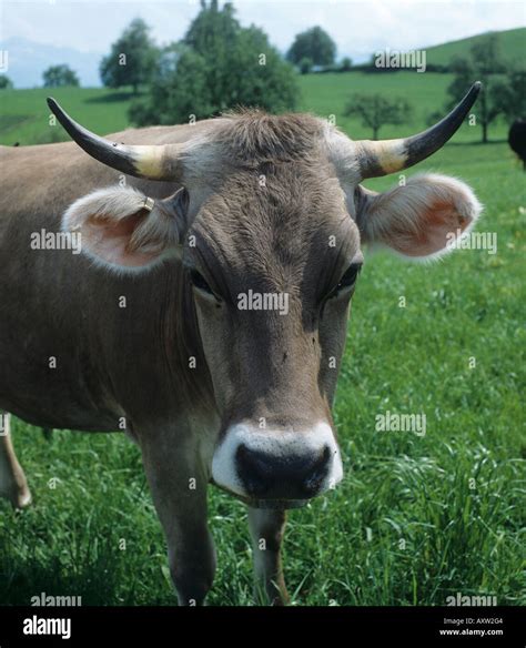 Brown Swiss Cow High Resolution Stock Photography and Images - Alamy