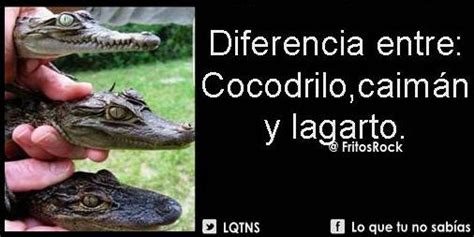 Actualizar 52 Imagen Diferencia Entre Un Lagarto Y Un Cocodrilo