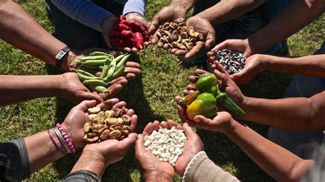 Intereses Del Agronegocio Desvirt An Cumbre Alimentaria De La Onu