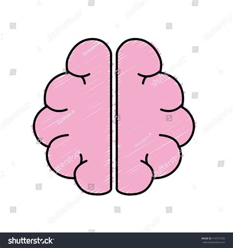 Anatomy Brain Imagination Memory Inspiration Stock Vector (Royalty Free) 714777235 | Shutterstock