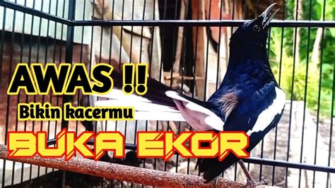 PANCINGAN KACER GACOR KONSLET BUKA EKOR FULL SEKALI DENGAR KACER