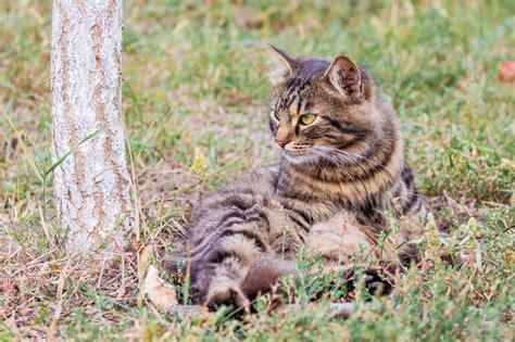 Un Gato Mullido Rayado Se Sienta En Un Jard N En La Hierba Cerca De Un