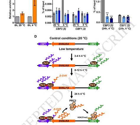 SVALKA Interacts With CLF Targeting PRC2 To CBF3 For H3K27me3