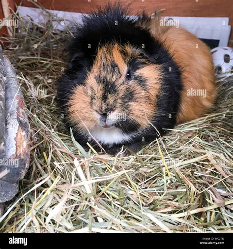 Guinea pig hay hi-res stock photography and images - Alamy