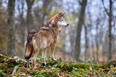 Wildcampen Begegnung Mit Einem Wolf