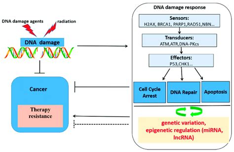 Schematic Overview Of Dna Damaging Agents Radiotherapy Dna Damage