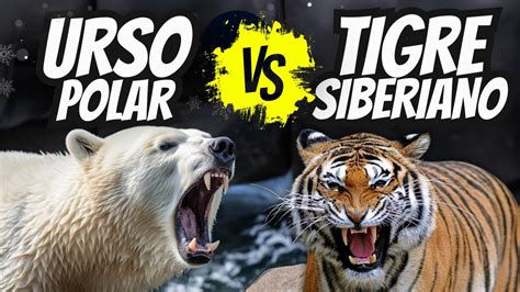 Urso Polar Vs Tigre Siberiano Quem Venceria Youtube