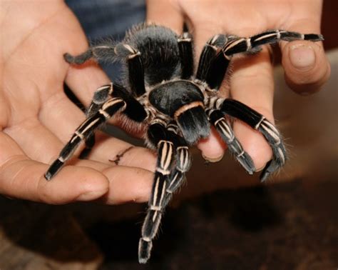 Costa Rican Striped knee Tarantula Guía de Tarántulas de Costa Rica