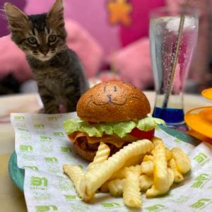 Chilango Cafés de gatos en CDMX dónde ir