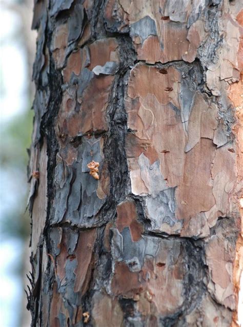 Pine Bark Beetles Georgia Forestry Commission