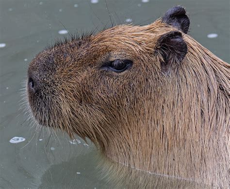 Capybara San Diego Zoo Wildlife Explorers