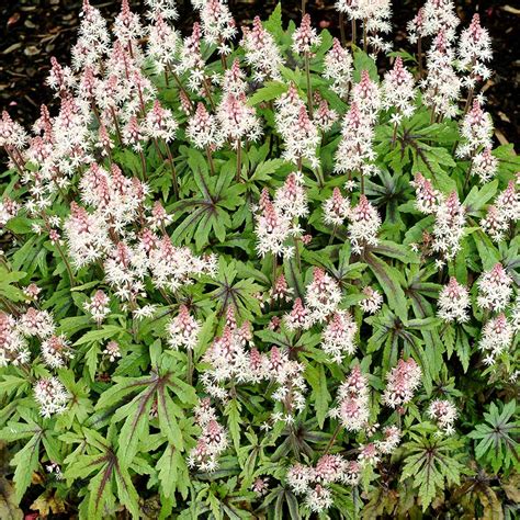 Tiarella ‘Morning Star’ (syn. Mercury) | TERRA NOVA® Nurseries, Inc.