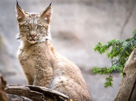 Baby Canadian Lynx