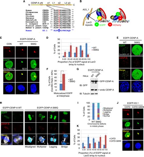 Dynamic Phosphorylation Of Cenp A At Ser68 Orchestrates Its Cell Cycle