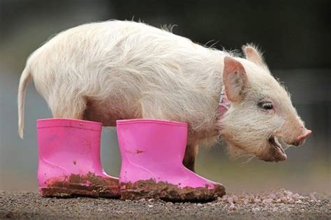 Pig In Boots Cute Pigs Baby Pigs Teacup Pigs